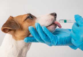 medicatie hond